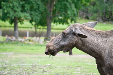 Fototapeta premium Moose on a green meadow in Scandinavia. King of the forests in Sweden. Animal photo
