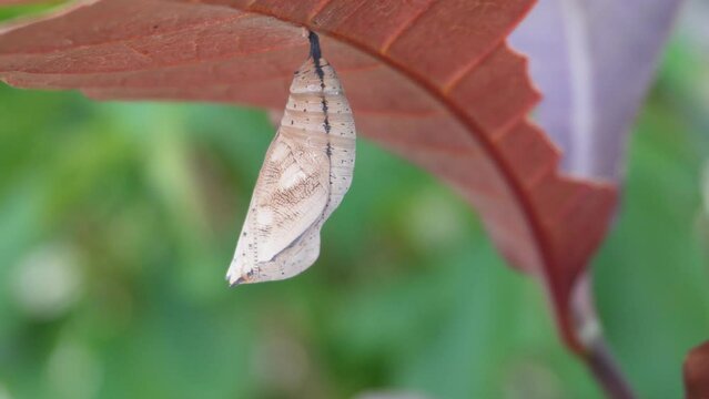 4K Video of Joseph's Coat Moth cocoon Agarista agricola, In Lampung City, Indonesia.
