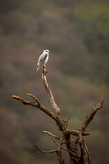 black winged shouldered kite or elanus caeruleus bird portrait or small raptor and hunter perched high on tree trunk during winter migration at forest of central india