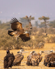 gyps fulvus or griffon vulture or eurasian griffon flying with full wingspan near flock or family at jorbeer conservation reserve bikaner rajasthan india asia