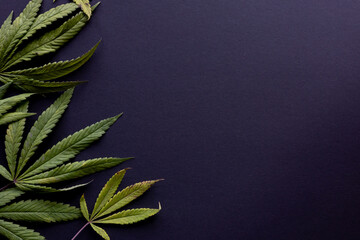 close up top view on cannabis leaves and branches on black background for alternative medical and marketing design concept