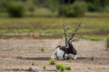 Big horned wild male blackbuck or antilope cervicapra or Indian antelope sitting in velavadar blackbuck national park gujrat india asia