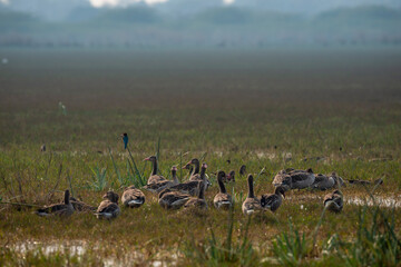 Greylag goose or Anser anser flock of birds or family group in open grass field and wetland of keoladeo national park or bharatpur bird sanctuary rajasthan india