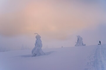 Distant view of tourist tourist with snowy spruce trees on copy space background of beautiful misty valley filled with white puffy clouds at dawn in winter.