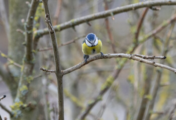 Bird, Blaumeise, Meise, Natur, Einheimisch, klein, süß, niedlich, wild, Futter, Futterplatz, 