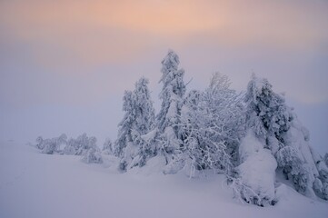 Beautiful winter panorama with fresh powder snow. Landscape with spruce trees, blue sky with sun light.