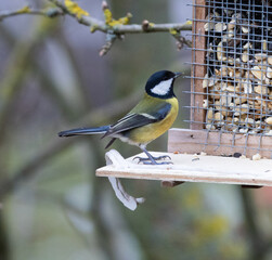 Bird, Meise, Natur, Wild, Futter, Winter
