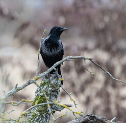 Rabe, Raben, Krähe, Krähen, Dolen, Dole, Vogel, Natur, Einheimisch