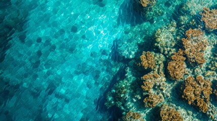 Fototapeta na wymiar Top view of a coral reef in crystal clear waters background.