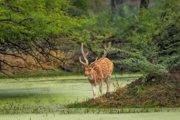 big antler male spotted deer or chital cheetal or axis axis in wild natural green scenic landscape background in winter outdoor wildlife safari at keoladeo national park bharatpur bird sanctuary india