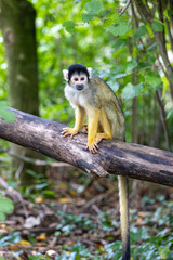 Affe