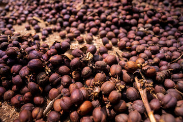 Coffee bean dry under sunlight on the ground