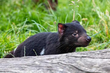 Tasmanian Devil, Sarcophilus harrisii, the largest carnivorous marsupial and an endangered species found only in Tasmania and New South Wales, Australia.