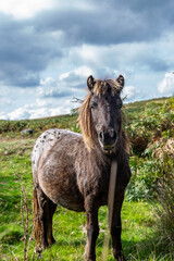 Fototapeta premium A Dartmoor pony looking at the camera, on a sunny September day