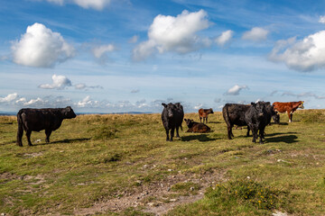 Cattle roaming on Dartmoor, on a sunny day in September