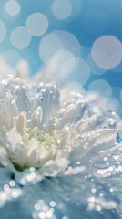 White chrysanthemum flower with water drops on blue bokeh background. AI.