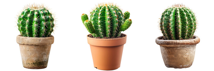 Cactus in White Pot Set Isolated on Transparent or White Background, PNG