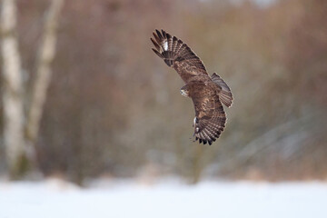 Common buzzard (Buteo buteo)
