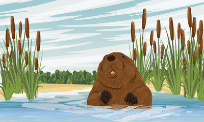 The beaver emerged from the water. Lake with thickets of reeds and cattails. Realistic vector landscape