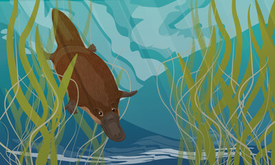 The platypus dives in river water. Endemic species of Australia and Tasmania. Realistic vector landscape