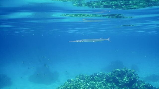 Sea pike swims slowly under water surface, slow motion. Needlefish or Garfish swims in blue ocean on sunny day under bright sunshine