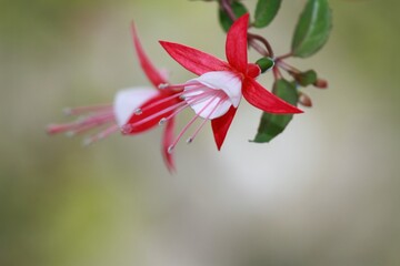 Selective focus of Fuchsia magellanica on front flower head and blurred background. Beautiful red and pink  flower of fuchsia on natural background, copy space, soft focus.