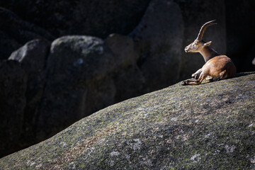 Capra pyrenaica sunbathing on granite stones