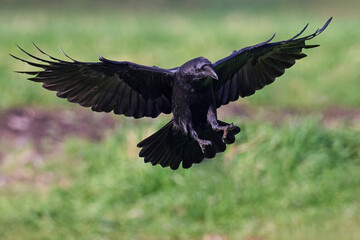 Common raven (Corvus corax)
