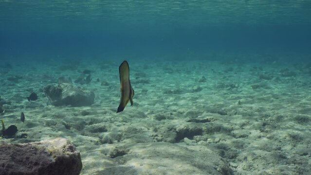 Juvenile Bat fish swims over rocks seabed in bright sunslight, slow motion. Baby Batfish (Platax orbicularis) floating on shallow water over rocky bottom on bright sunny day in sun rays