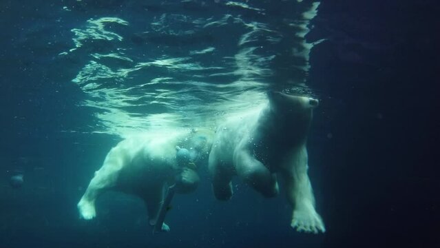 ours polaires qui s'amusent et nagent