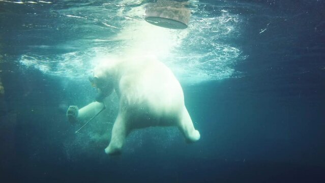 ours polaires qui s'amusent et nagent