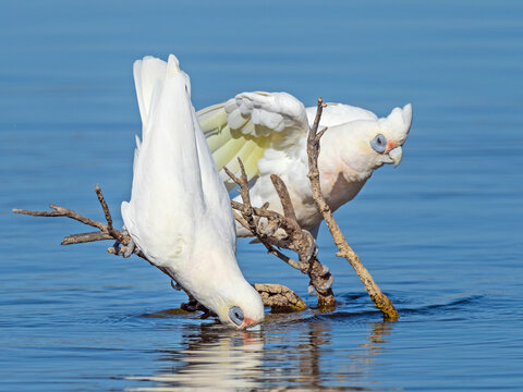 Little Corellas at a Drinking Spot