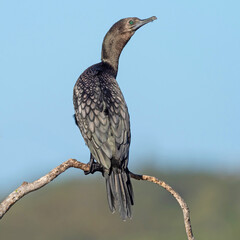 A Little Black Cormorant (Phalacrocorax sulcirostris)