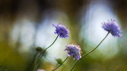 Macro de petites fleurs sauvages, dans la forêt des Landes de Gascogne