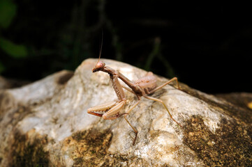 Mittelmeer-Gottesanbeterin // Mediterranean mantis (Iris oratoria) - Peloponnes, Griechenland