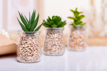 Three green plants standing side by side on a white table amidst boho-style decor. Ideal for banners promoting eco-friendly living or botanical-themed events.