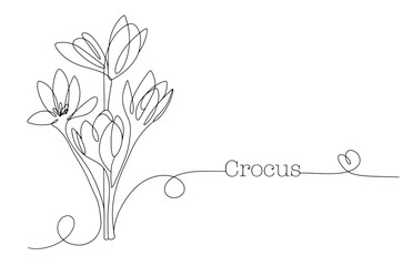 Bouquet of crocuses. Primrose. One line. Inflorescence