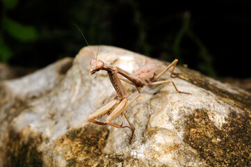 Mittelmeer-Gottesanbeterin // Mediterranean mantis (Iris oratoria) - Peloponnes, Griechenland
