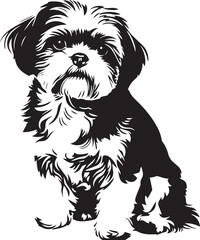 black and white shih tzu dog sulhouette
