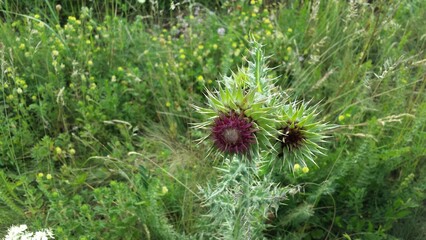 close up of a pine cone