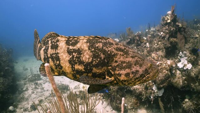 Atlantic goliath grouper over coral reef in Caribbean Sea, Jardines De la Reina, Camaguey, Cuba