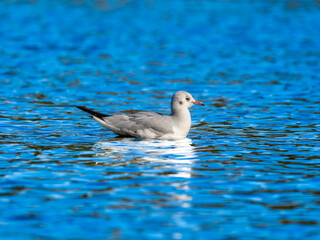 池を泳ぐユリカモメ