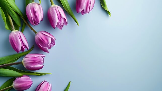 Generative AI : Floral Spring frame of purple tulip flowers on blue background. ext