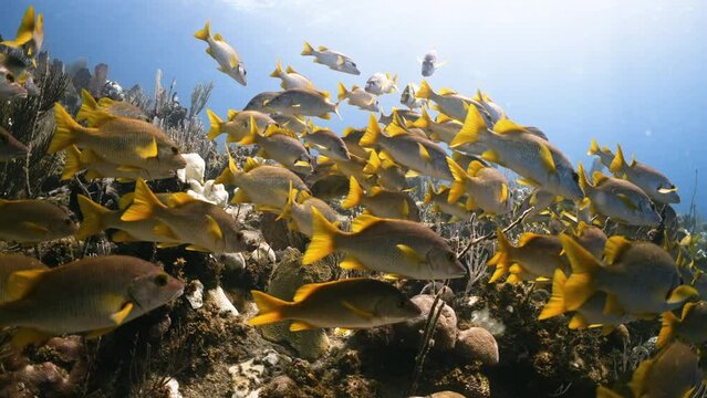 School of Schoolmaster Snapper in Caribbean Sea, Jardines De la Reina, Camaguey, Cuba