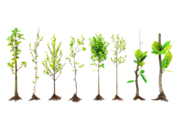 variety of tree seedlings with different trunk textures, emphasizing the uniqueness and character of each young plant on a white background.