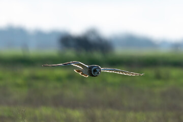 Hibou des marais, Hibou brachyote, Asio flammeus, Short eared Owl
