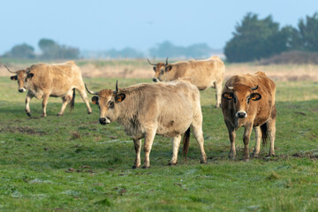 Naklejka na ściany i meble Vache , race Maraichine, region Pays de Loire; marais Breton; 85, Vendée, Loire Atlantique, France