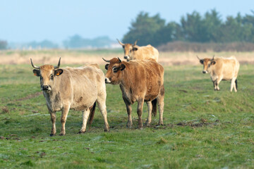 Vache , race Maraichine, region Pays de Loire; marais Breton; 85, Vendée, Loire Atlantique, France