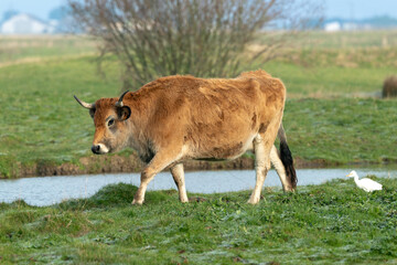 Vache , race Maraichine, region Pays de Loire; marais Breton; 85, Vendée, Loire Atlantique, France