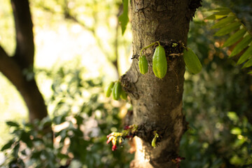  bilimbi  cucumber tree 